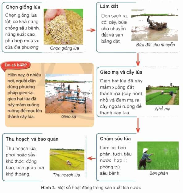 Lịch Sử và Địa Lí lớp 4 Cánh diều Bài 7: Dân cư, hoạt động sản xuất và một số nét văn hóa ở vùng Đồng bằng Bắc Bộ (ảnh 2)