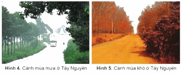 Lịch Sử và Địa Lí lớp 4 Cánh diều Bài 15: Thiên nhiên vùng Tây Nguyên (ảnh 5)