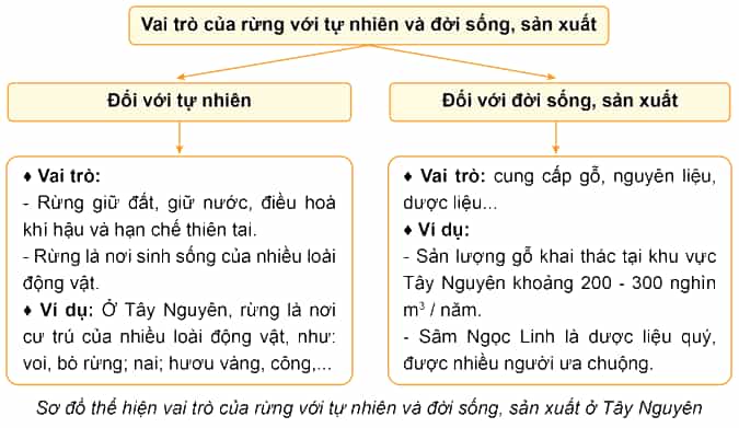 Lịch Sử và Địa Lí lớp 4 Cánh diều Bài 15: Thiên nhiên vùng Tây Nguyên (ảnh 8)