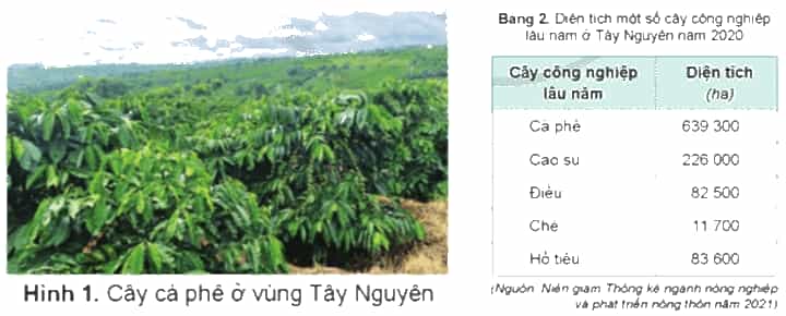 Lịch Sử và Địa Lí lớp 4 Cánh diều Bài 16: Dân cư, hoạt động sản xuất và một số nét văn hóa ở vùng Tây Nguyên (ảnh 2)