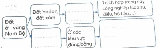 Vở bài tập Lịch Sử và Địa Lí lớp 4 Kết nối tri thức Bài 24: Thiên nhiên vùng Nam Bộ