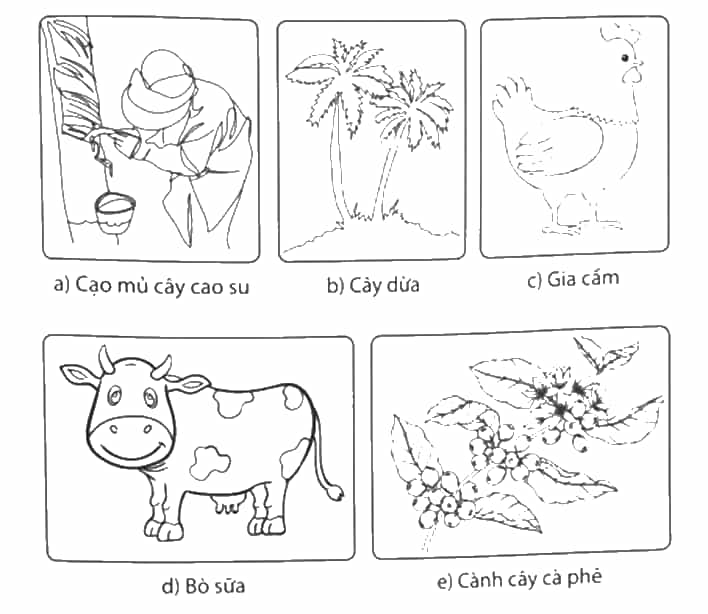 Vở bài tập Lịch Sử và Địa Lí lớp 4 Chân trời sáng tạo Bài 20: Dân cư và hoạt động sản xuất ở vùng Tây Nguyên