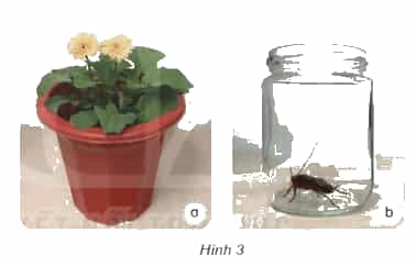 Khoa học lớp 4 Kết nối tri thức Bài 5: Vai trò của không khí và bảo vệ bầu không khí trong lành