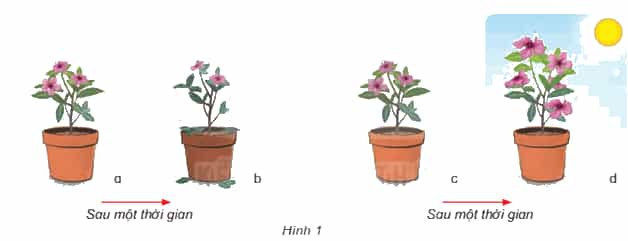 Khoa học lớp 4 Kết nối tri thức Bài 9: Vai trò của ánh sáng