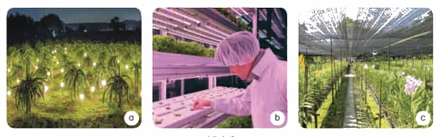Khoa học lớp 4 Kết nối tri thức Bài 9: Vai trò của ánh sáng