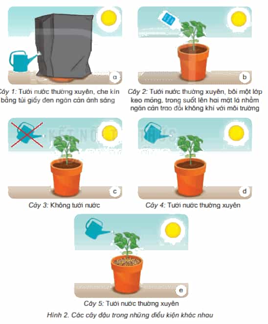 Khoa học lớp 4 Kết nối tri thức Bài 15: Thực vật cần gì để sống