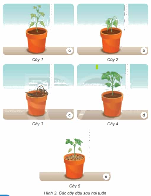 Khoa học lớp 4 Kết nối tri thức Bài 15: Thực vật cần gì để sống