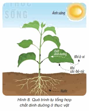 Khoa học lớp 4 Kết nối tri thức Bài 15: Thực vật cần gì để sống