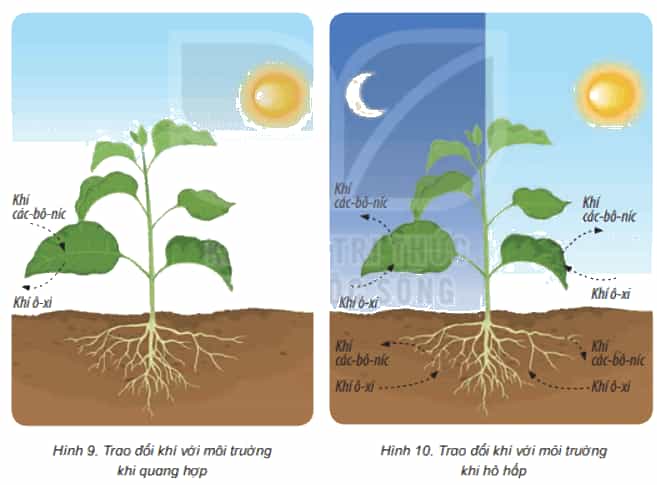 Khoa học lớp 4 Kết nối tri thức Bài 15: Thực vật cần gì để sống