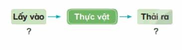 Khoa học lớp 4 Kết nối tri thức Bài 15: Thực vật cần gì để sống