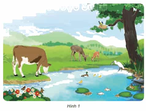 Khoa học lớp 4 Kết nối tri thức Bài 16: Động vật cần gì để sống?
