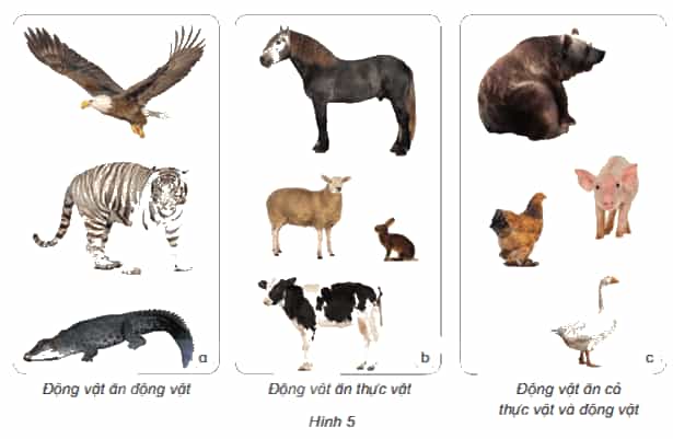 Khoa học lớp 4 Kết nối tri thức Bài 16: Động vật cần gì để sống?