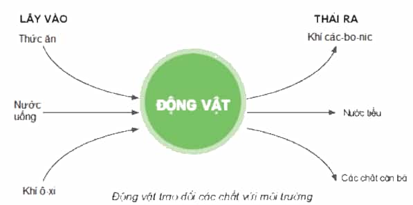Khoa học lớp 4 Kết nối tri thức Bài 16: Động vật cần gì để sống?