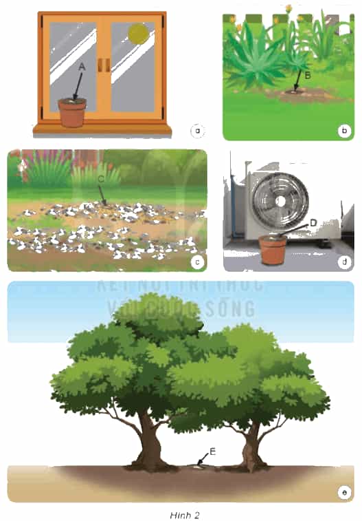 Khoa học lớp 4 Kết nối tri thức Bài 18: Ôn tập chủ đề thực vật và động vật