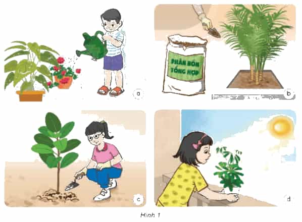 Khoa học lớp 4 Kết nối tri thức Bài 17: Chăm sóc cây trồng, vật nuôi