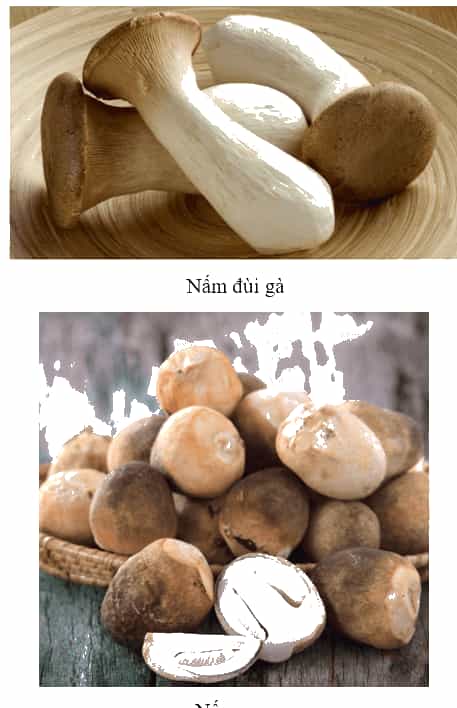 Khoa học lớp 4 Kết nối tri thức Bài 19: Đặc điểm chung của nấm