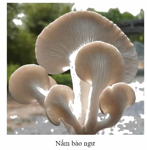 Khoa học lớp 4 Kết nối tri thức Bài 19: Đặc điểm chung của nấm