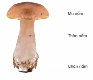 Khoa học lớp 4 Kết nối tri thức Bài 19: Đặc điểm chung của nấm