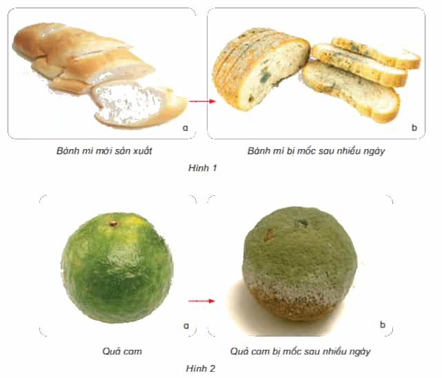 Bài 21: Nấm gây hỏng thực phẩm và nấm độc