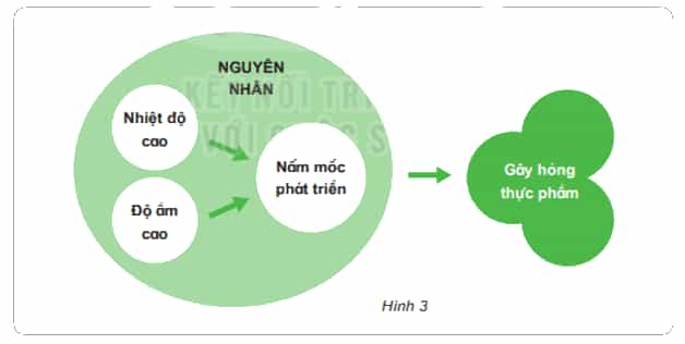 Bài 21: Nấm gây hỏng thực phẩm và nấm độc