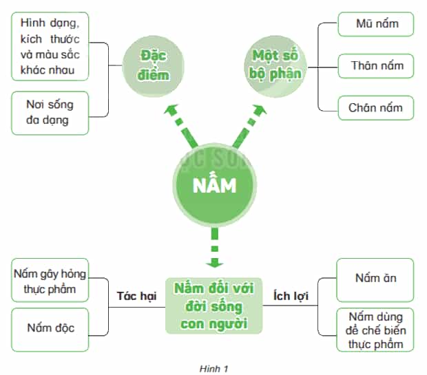 Khoa học lớp 4 Kết nối tri thức Bài 22: Ôn tập chủ đề nấm