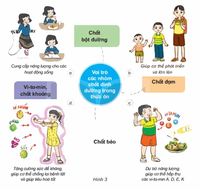 Khoa học lớp 4 Kết nối tri thức Bài 23: Vai trò của chất dinh dưỡng với cơ thể