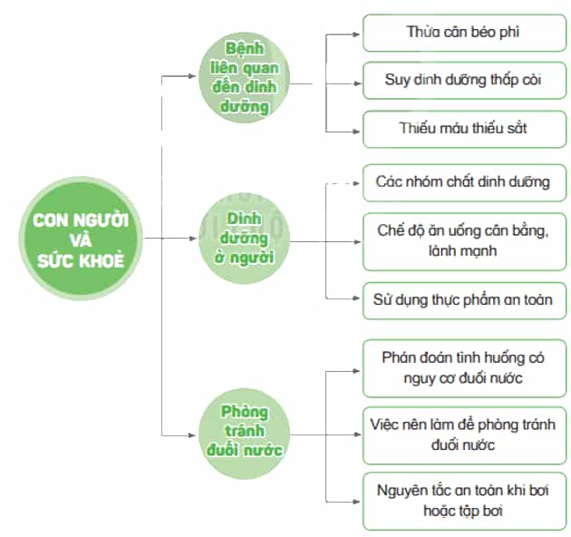 Khoa học lớp 4 Kết nối tri thức Bài 28: Ôn tập chủ đề con người và sức khỏe