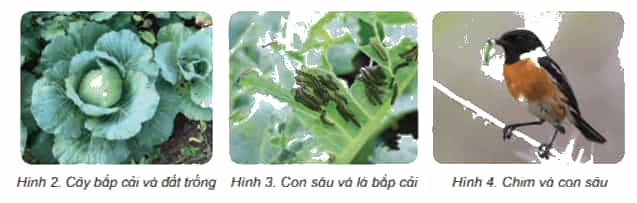 Khoa học lớp 4 Kết nối tri thức Bài 29: Chuỗi thức ăn trong tự nhiên