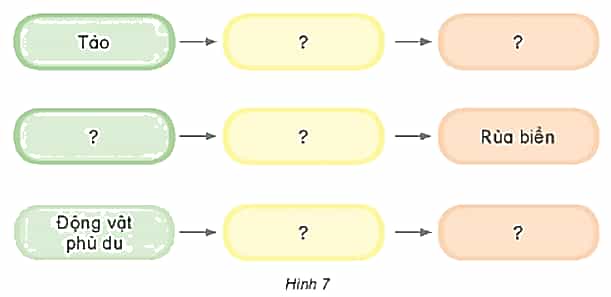 Khoa học lớp 4 Kết nối tri thức Bài 29: Chuỗi thức ăn trong tự nhiên