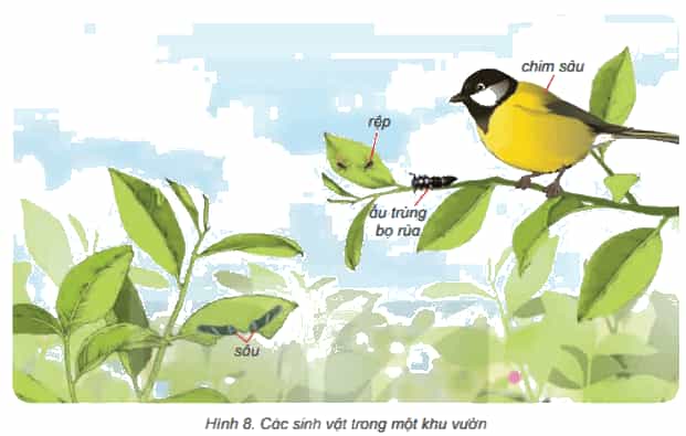 Khoa học lớp 4 Kết nối tri thức Bài 29: Chuỗi thức ăn trong tự nhiên
