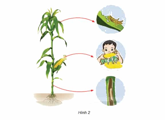 Khoa học lớp 4 Kết nối tri thức Bài 30: Vai trò của thực vật trong chuỗi thức ăn