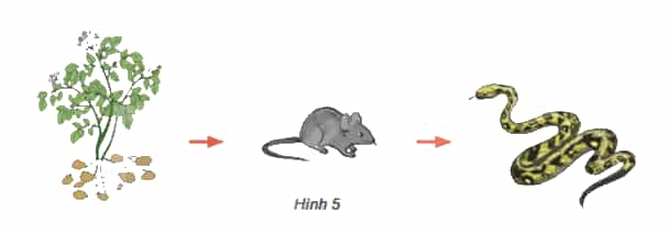 Khoa học lớp 4 Kết nối tri thức Bài 30: Vai trò của thực vật trong chuỗi thức ăn