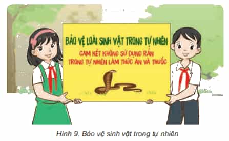 Khoa học lớp 4 Kết nối tri thức Bài 30: Vai trò của thực vật trong chuỗi thức ăn