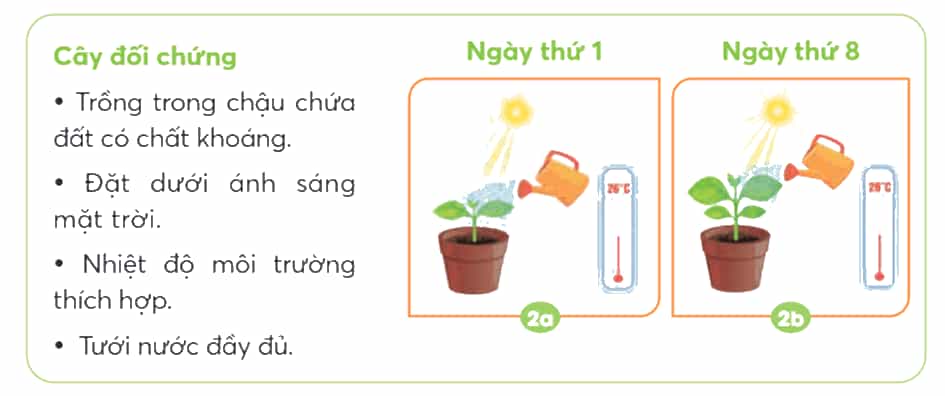 Khoa học lớp 4 trang 58 Chân trời sáng tạo