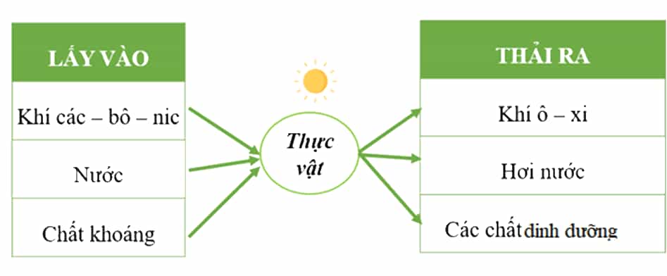Khoa học lớp 4 Chân trời sáng tạo Bài 15: Thực vật cần gì để sống và phát triển ()