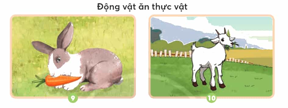 Khoa học lớp 4 Chân trời sáng tạo Bài 16: Nhu cầu sống của động vật