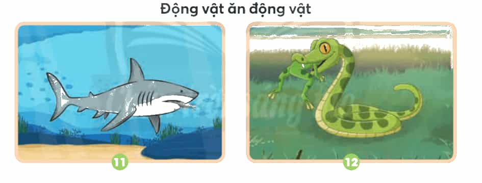 Khoa học lớp 4 Chân trời sáng tạo Bài 16: Nhu cầu sống của động vật