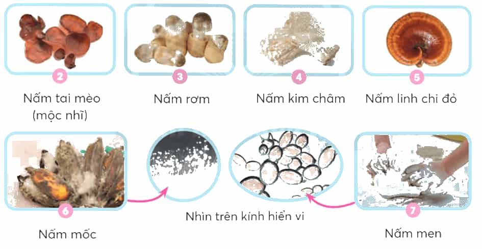 Khoa học lớp 4 trang 73 Chân trời sáng tạo