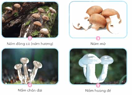 Khoa học lớp 4 trang 76 Chân trời sáng tạo