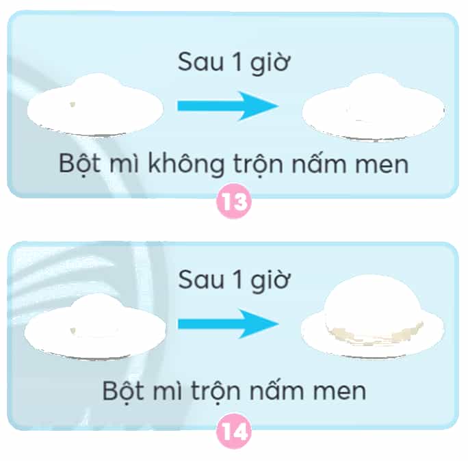 Khoa học lớp 4 trang 79 Chân trời sáng tạo