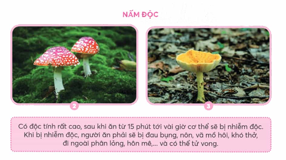 Khoa học lớp 4 trang 80 Chân trời sáng tạo
