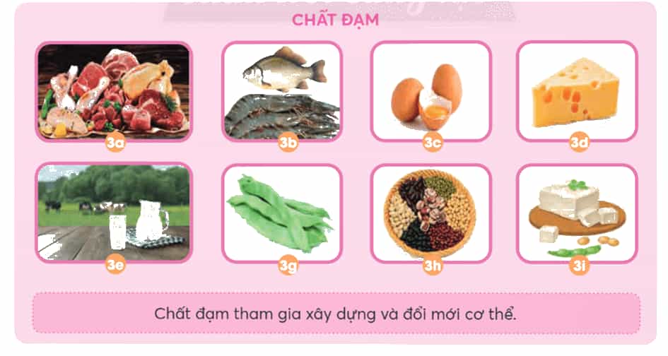 Khoa học lớp 4 Chân trời sáng tạo Bài 23: Các nhóm chất dinh dưỡng có trong thức ăn