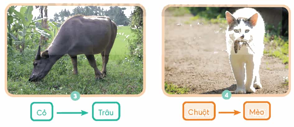 Khoa học lớp 4 trang 113 Chân trời sáng tạo