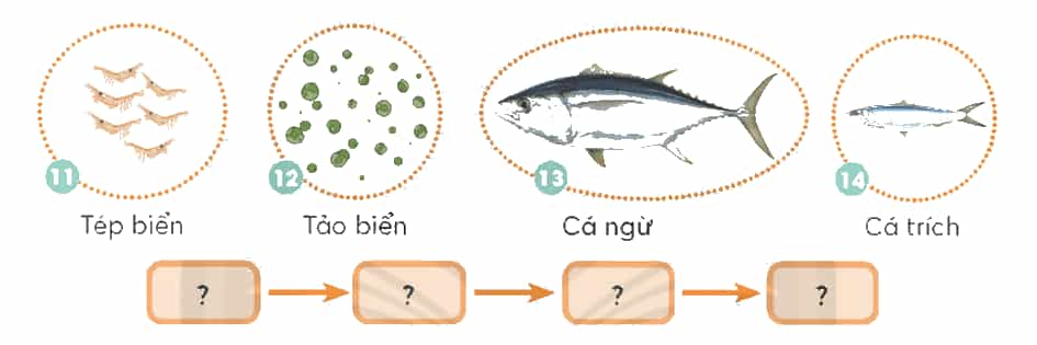 Khoa học lớp 4 Chân trời sáng tạo Bài 30: Chuỗi thức ăn trong tự nhiên