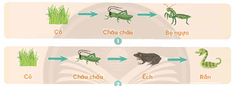 Khoa học lớp 4 trang 117 Chân trời sáng tạo