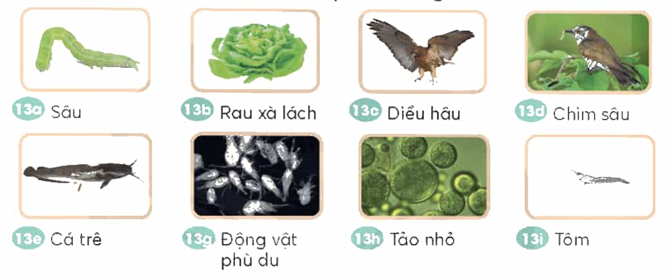 Khoa học lớp 4 trang 121 Chân trời sáng tạo