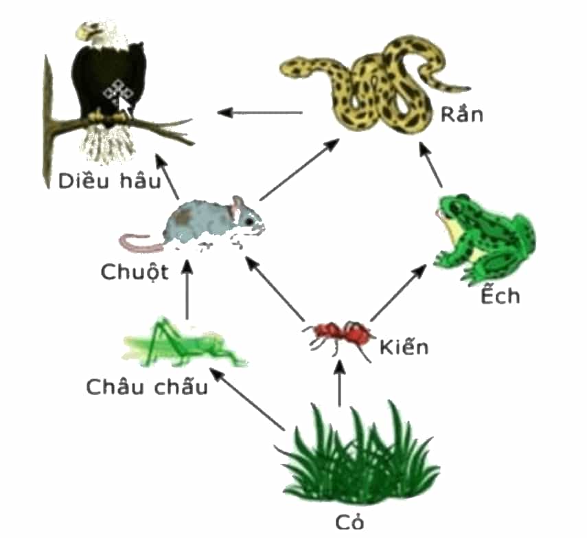 Khoa học lớp 4 trang 121 Chân trời sáng tạo