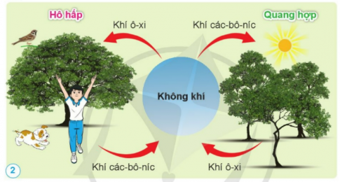 Trình bày vai trò của không khí đối với sự sống.