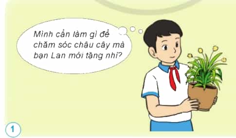 Em hãy đưa ra lời khuyên giúp bạn Nam chăm sóc cây.