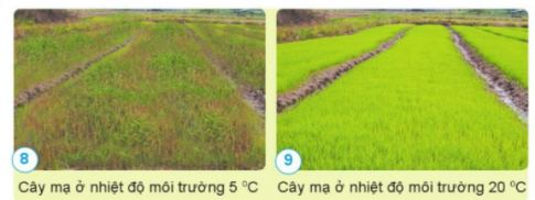 Nêu sự ảnh hưởng của nhiệt độ đến sự phát triển của cây mạ.